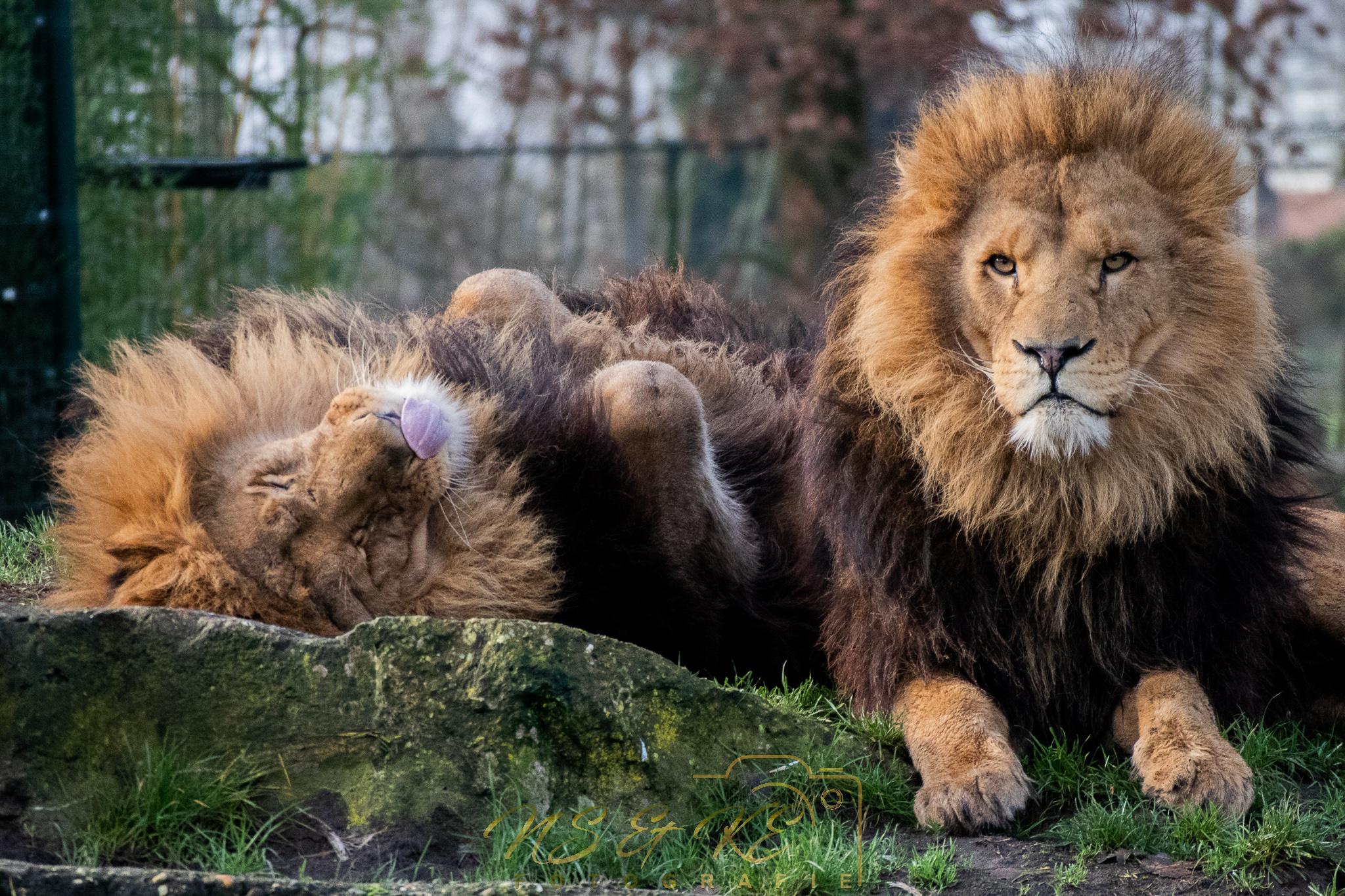 Zooparc Overloon