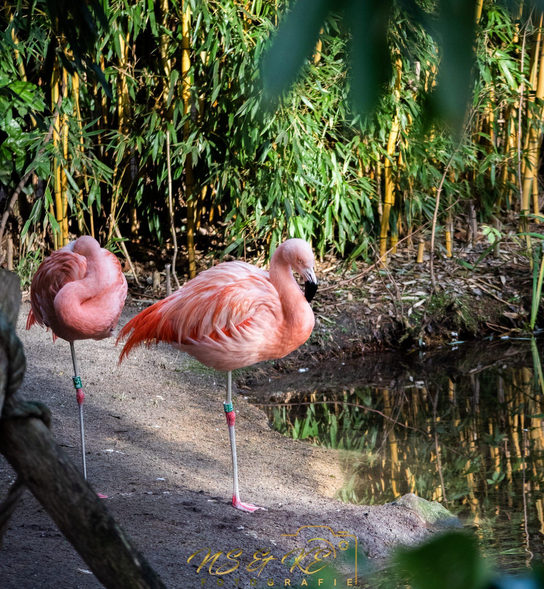 flamingos